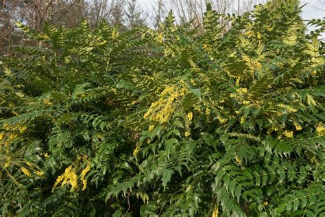 How To Grow And Care For Mahonia Uk