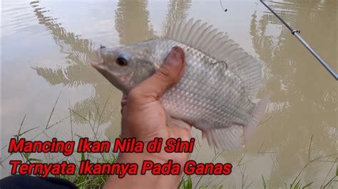 Mancing Ikan Nila Di Spot Kolam Pancing Ternyata Ikannya Pada Ganas