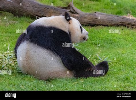 El Panda Gigante El Oso Panda Comiendo Bambú Sentados En El Césped