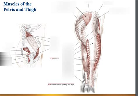 Muscles Of The Pelvis And Thigh Diagram Quizlet