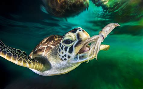 Green Sea Turtle Wallpapers Wallpaper Cave