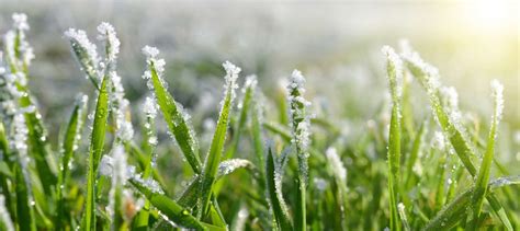Nach dem winter sind die rasenpflanzen geschwächt. Rasen nach dem Winter: Die erste Pflege im Frühjahr ...