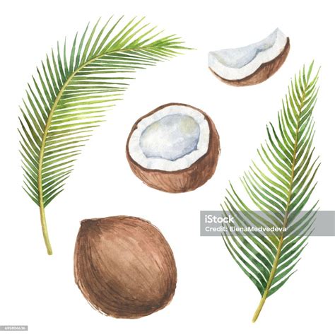 Aquarell Bio Satz Der Kokosnuss Und Palmen Isoliert Auf Weißem Hintergrund Stock Vektor Art Und
