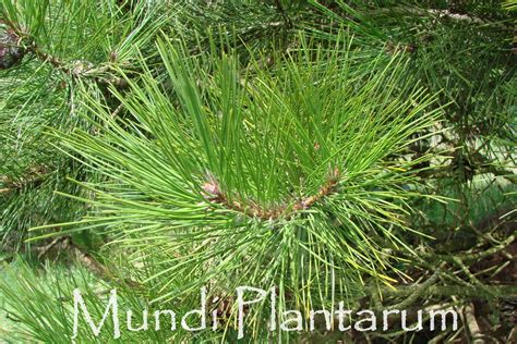 Pinus Tabuliformis Mundi Plantarum