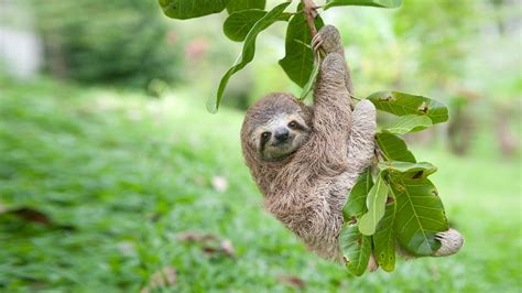 Bbc One Newbie The Sloth Hanging From A Tree Natures Miracle