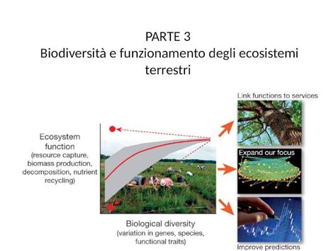 Pptx Parte 3 Biodiversità E Funzionamento Degli Ecosistemi Terrestri