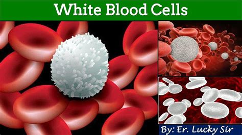 White Blood Cells Or Leukocytes Rbc Blood Youtube