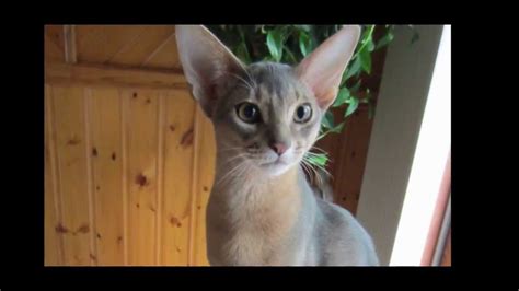 Dexter The Blue Abyssinian Cat Dragging His Blanket Youtube