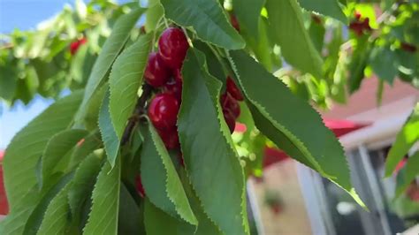 Backyard Farming How To Grow Stella Cherry Trees Info And Harvesting Video Youtube
