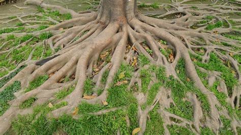 Real Tree With Roots