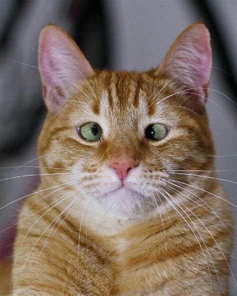 Crossed Eyed Ginger Cat Luvbat