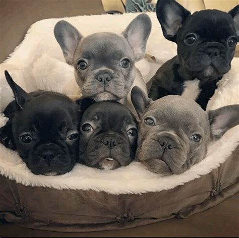 The french bulldog also affectionately known as, the frenchie, frenchie puppies, appeared during the 19th century in nottingham, england as a smaller version of the english bulldog and is often referred to as the toy english bulldog. French Bulldog Puppies For Sale | Atlanta, GA #292448