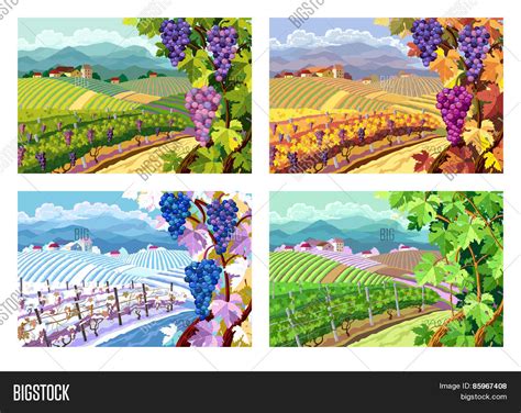 Vineyard Grapes Vector And Photo Free Trial Bigstock