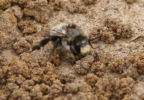Burrowingground Bees Anthophora Bomboides Bugguidenet