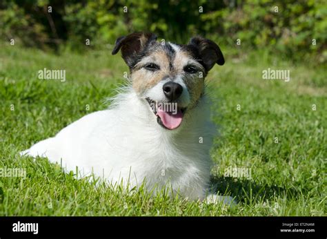 Working Jack Russell Terrier Hi Res Stock Photography And Images Alamy