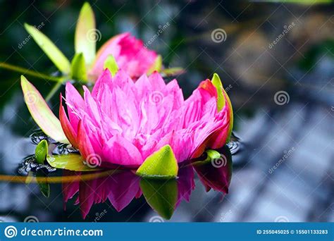 Red Water Lily Stock Image Image Of Yellow Nature 255045025