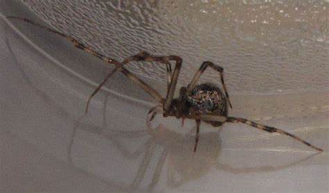 Common House Spider Spiders In Sutton Massachusetts