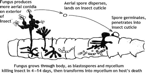 1 Schematic Life Cycle Of The Entomopathogenic Fungi Exemplified By