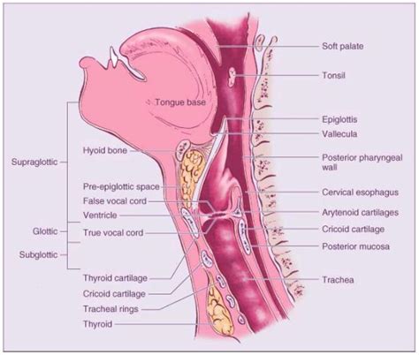 Valleculae Throat Anatomy Medical Knowledge Anatomy