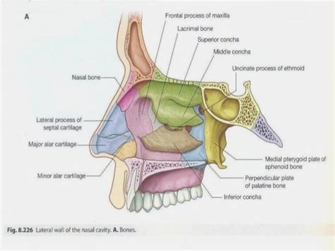 The Anatomy Of Nose Breathing Elliots Website