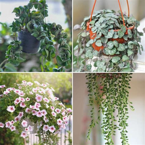 Best Plants For Hanging Planters Indoors Or Outdoors Artsy