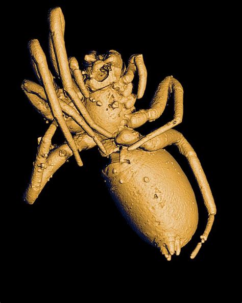 Prehistoric Spider Photograph By Paul Tafforeauesrfpascal Goetgheluck