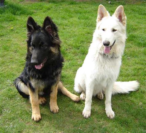 Black And White German Shepherds Dog German Shepherds