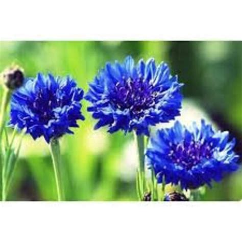 Seeds And Seed Bombs Home And Living Blue Cornflower Seeds 50 Seeds