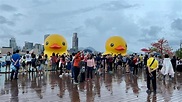 黃鴨展覽Last Day下午一時巡遊 市民冒雨趕「尾班車」打卡 | 新浪香港