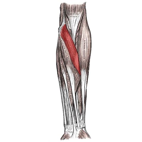 Pronator Teres Anatomy Origin Insertion Action Innervation The