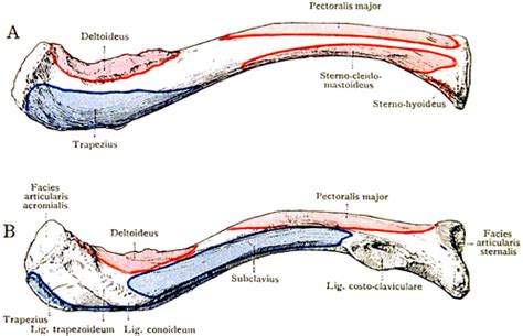 Clavicle Physiopedia