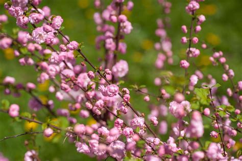 How To Grow And Care For Dwarf Flowering Almond