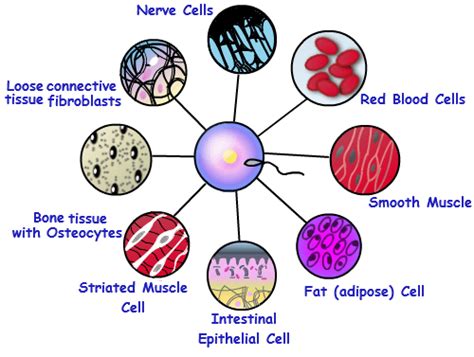 Unicellular And Multicellular Organisms Biology