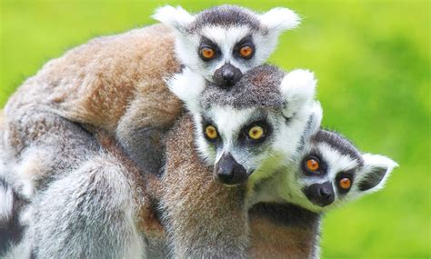 Exmoor Zoo Entry For Two £10 Exmoor Zoological Park Groupon