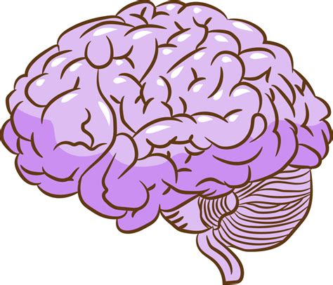 Brain Png Graphic Clipart Design 19806997 Png