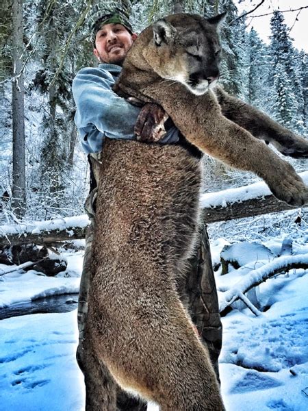 Cougar Hunt In Canada