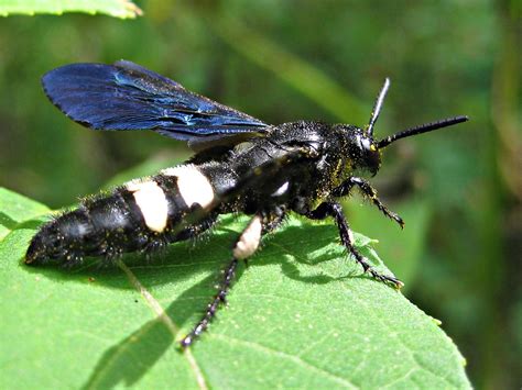 Double Banded Scoliid Wasp Scolia Bicincta Cathie Bird Flickr