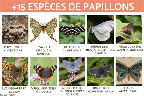 15 Espèces De Papillons Liste Avec Photos