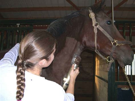 Clipping Your Horse's Coat - The Horse