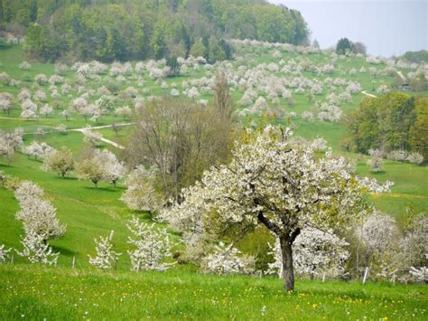 Mature flowering trees can make a stunning impact to your neighborhood as some of these photos. Flowering fruit trees in Switzerland - Photorator