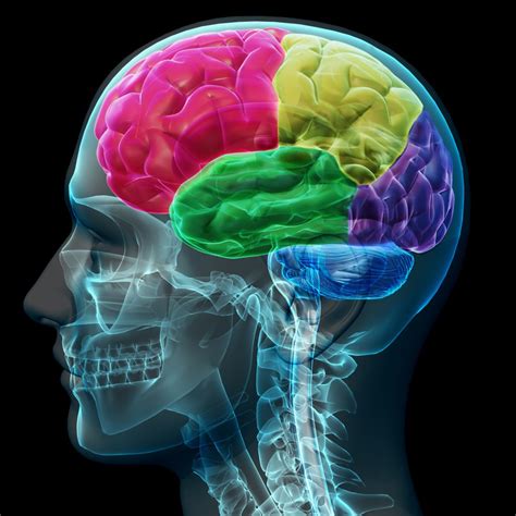 Advanced Mri Brain Scan May Predict Stroke Related Dementia