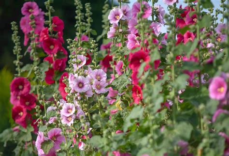Hollyhock Mallow Plant Care And Growing Guide
