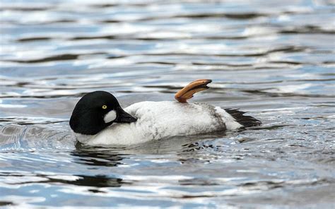 Male Goldeneye Preening Photograph By Bob Gibbonsscience Photo Library