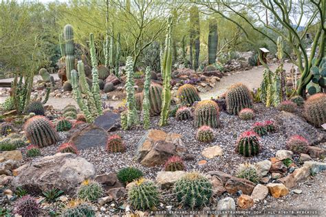 Cactus Garden At The Arizona Sonora Desert Museum