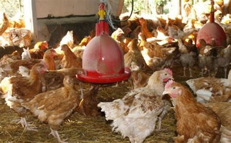 La grippe aviaire est une maladie infectieuse des oiseaux ou de la volaille causée par différents virus, il s'agit d'une épizootie. La grippe aviaire aux portes du Togo - AFRICA RENDEZ VOUS - L'Afrique, par des Africains