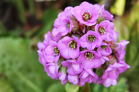 Flowers have 3 reflexed sepals. Landscape Design Guru: Favorite Michigan Spring Perennials