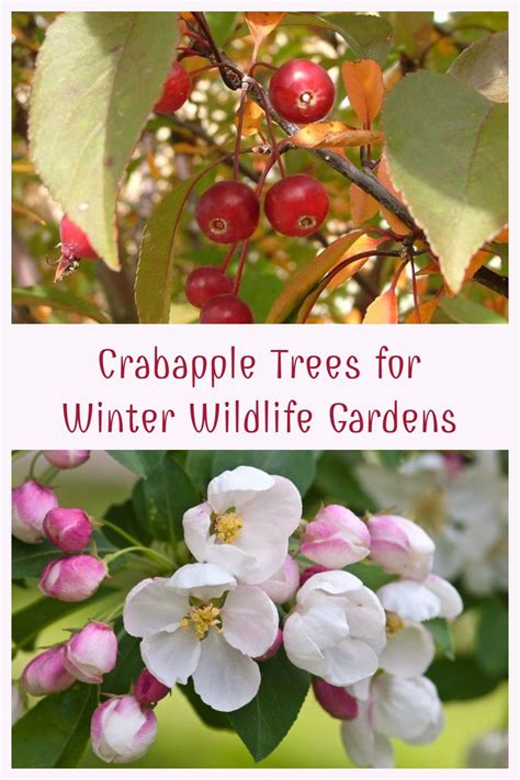 Crabapple Trees For Winter Wildlife Crabapple Tree Crab Apple
