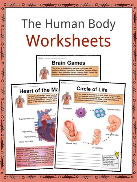 Human Body Labeling Worksheets