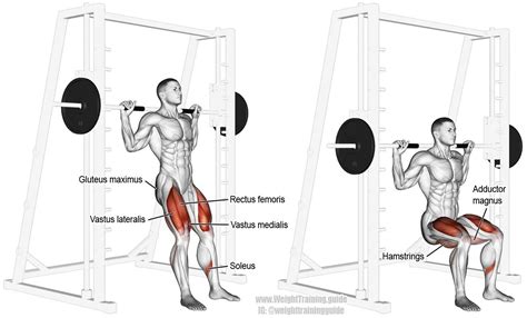 Smith Chair Squat A Compound Exercise Target Muscle Gluteus Maximus