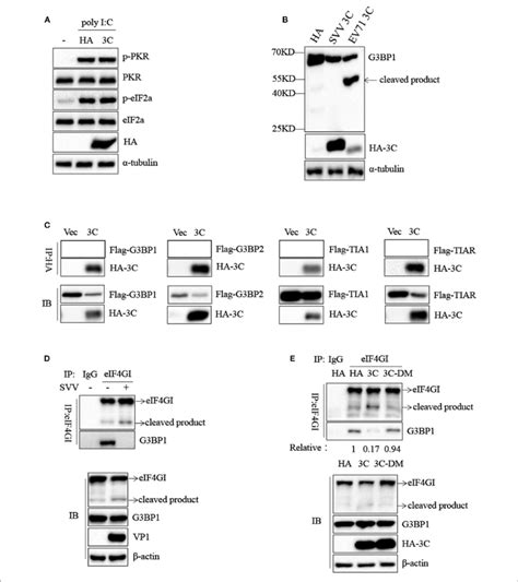 Svv 3c Inhibits Sg Formation By Disrupting G3bp1 Eif4gi Interaction